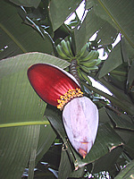 banana plant on isabela island, pacific ocean, mexico